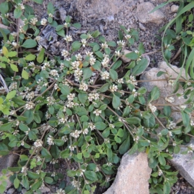 Alternanthera sp. A Flora of NSW (M. Gray 5187) J. Palmer at Rob Roy Range - 18 Mar 2020 by michaelb