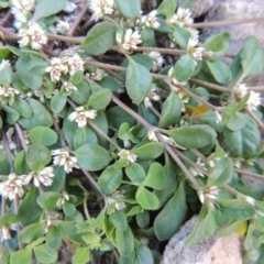 Alternanthera sp. A Flora of NSW (M. Gray 5187) J. Palmer at Conder, ACT - 18 Mar 2020 06:38 PM