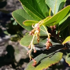 Arbutus unedo (Strawberry Tree) at O'Connor, ACT - 17 Aug 2020 by trevorpreston