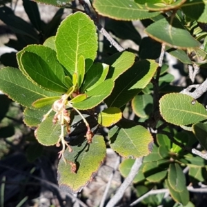 Arbutus unedo at O'Connor, ACT - 17 Aug 2020