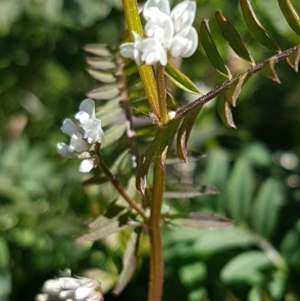 Vicia hirsuta at O'Connor, ACT - 17 Aug 2020