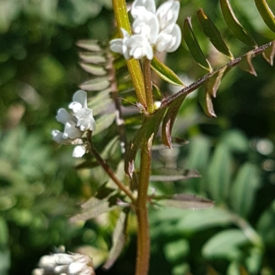 Vicia hirsuta (Hairy Vetch) at O'Connor, ACT - 17 Aug 2020 by trevorpreston