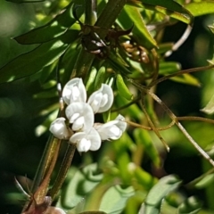 Vicia hirsuta at O'Connor, ACT - 17 Aug 2020