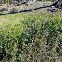 Vicia hirsuta at O'Connor, ACT - 17 Aug 2020