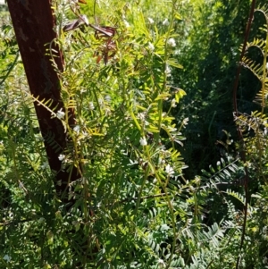 Vicia hirsuta at O'Connor, ACT - 17 Aug 2020