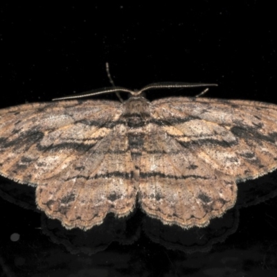 Ectropis excursaria (Common Bark Moth) at Ainslie, ACT - 16 Aug 2020 by jbromilow50