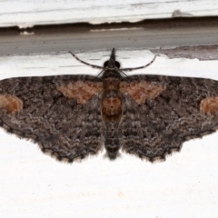 Pasiphilodes testulata (Pome looper) at Ainslie, ACT - 16 Aug 2020 by jb2602