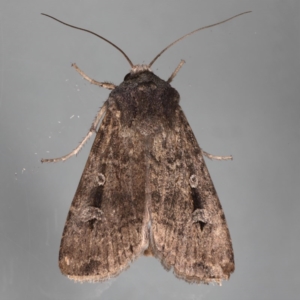 Agrotis infusa at Ainslie, ACT - 16 Aug 2020