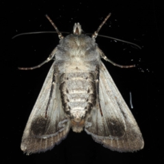 Agrotis infusa at Ainslie, ACT - 16 Aug 2020 10:15 PM