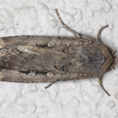 Agrotis infusa at Ainslie, ACT - 16 Aug 2020