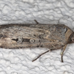 Agrotis infusa at Ainslie, ACT - 16 Aug 2020