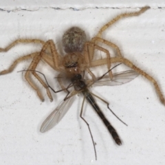 Unidentified Huntsman spider (Sparassidae) (TBC) at Ainslie, ACT - 16 Aug 2020 by jbromilow50