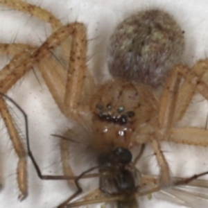 Sparassidae (family) at Ainslie, ACT - 16 Aug 2020