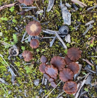 Unidentified Cup or disk - with no 'eggs' at Hughes, ACT - 17 Aug 2020 by LisaH