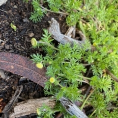Cotula australis (Common Cotula, Carrot Weed) at Hughes Grassy Woodland - 17 Aug 2020 by LisaH