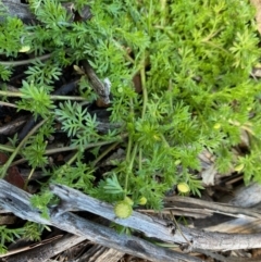 Cotula australis at Hughes, ACT - 17 Aug 2020 10:44 AM