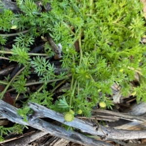 Cotula australis at Hughes, ACT - 17 Aug 2020 10:44 AM