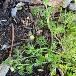 Cotula australis at Hughes, ACT - 17 Aug 2020 10:44 AM