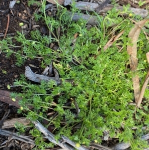 Cotula australis at Hughes, ACT - 17 Aug 2020 10:44 AM