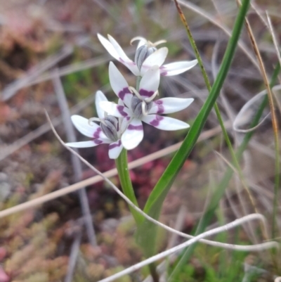 Wurmbea dioica subsp. dioica (Early Nancy) at Lerida, NSW - 3 Aug 2020 by Coggo