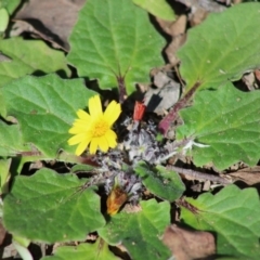 Cymbonotus sp. (preissianus or lawsonianus) (Bears Ears) at Hughes Grassy Woodland - 17 Aug 2020 by LisaH