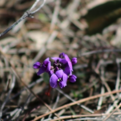 Hardenbergia violacea (False Sarsaparilla) at Red Hill Nature Reserve - 17 Aug 2020 by LisaH