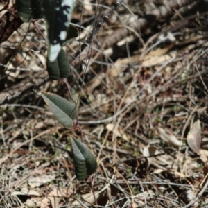 Hardenbergia violacea at Red Hill, ACT - 17 Aug 2020