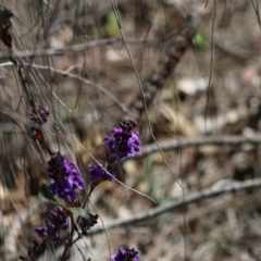 Hardenbergia violacea at Red Hill, ACT - 17 Aug 2020