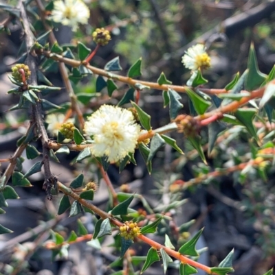 Acacia gunnii (Ploughshare Wattle) at Bruce, ACT - 17 Aug 2020 by JVR