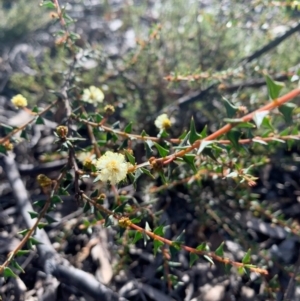 Acacia gunnii at Bruce, ACT - 17 Aug 2020