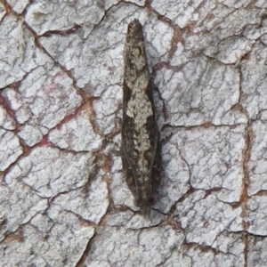 Strepsicrates macropetana at Downer, ACT - 14 Aug 2020