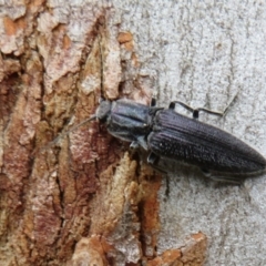 Crepidomenus fulgidus (Click beetle) at ANBG - 14 Aug 2020 by Christine