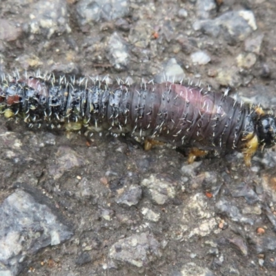 Perga dorsalis (Steel-blue sawfly, spitfire) at ANBG - 14 Aug 2020 by Christine