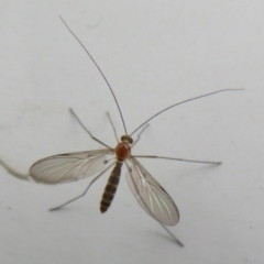 Nematocera sp. (suborder) (Unidentified 'nematoceran' fly) at ANBG - 14 Aug 2020 by Christine