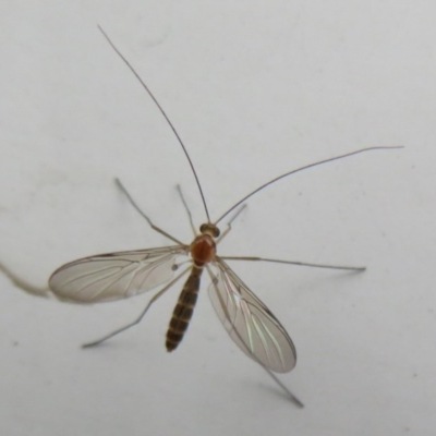 Nematocera sp. (suborder) (Unidentified 'nematoceran' fly) at ANBG - 14 Aug 2020 by Christine