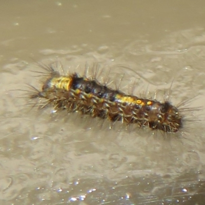 Orgyia anartoides (Painted Apple Moth) at Acton, ACT - 14 Aug 2020 by Christine