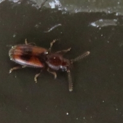 Unverified Beetle (Coleoptera) at Acton, ACT - 14 Aug 2020 by Christine