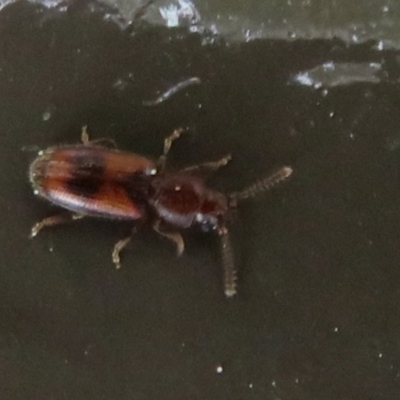 Unverified Beetle (Coleoptera) at Acton, ACT - 14 Aug 2020 by Christine