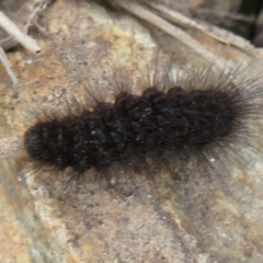 Unidentified Tiger moth (Arctiinae) at Denman Prospect, ACT - 12 Aug 2020 by Christine