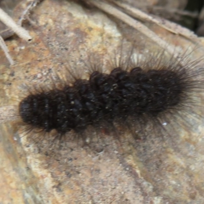 Unidentified Tiger moth (Arctiinae) at Denman Prospect, ACT - 12 Aug 2020 by Christine