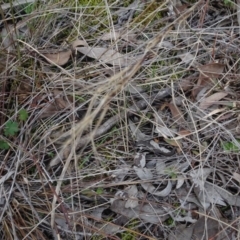 Aristida ramosa (Purple Wire Grass) at Carwoola, NSW - 16 Aug 2020 by AndyRussell