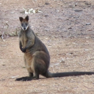 Wallabia bicolor (Swamp Wallaby) at Block 402 - 12 Aug 2020 by Christine