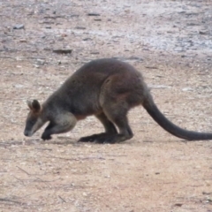 Wallabia bicolor at Denman Prospect, ACT - 12 Aug 2020