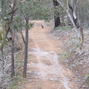 Wallabia bicolor at Denman Prospect, ACT - 12 Aug 2020