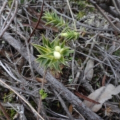 Melichrus urceolatus (Urn Heath) at Wanna Wanna Nature Reserve - 16 Aug 2020 by AndyRussell