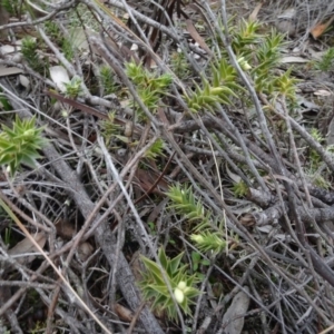 Melichrus urceolatus at Carwoola, NSW - 16 Aug 2020