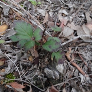 Rubus anglocandicans at Carwoola, NSW - 16 Aug 2020