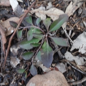 Goodenia hederacea at Carwoola, NSW - 16 Aug 2020