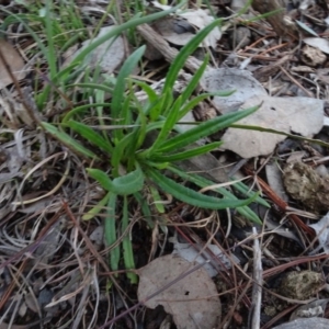 Xerochrysum viscosum at Carwoola, NSW - 16 Aug 2020