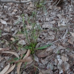 Xerochrysum viscosum at Carwoola, NSW - 16 Aug 2020